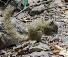 Image of Gray-bellied Squirrel