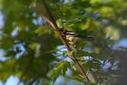 Image of Blackburnian Warbler