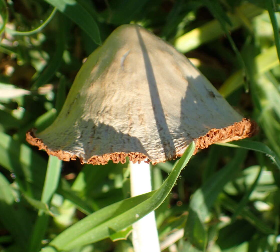 Image of White Dunce Cap