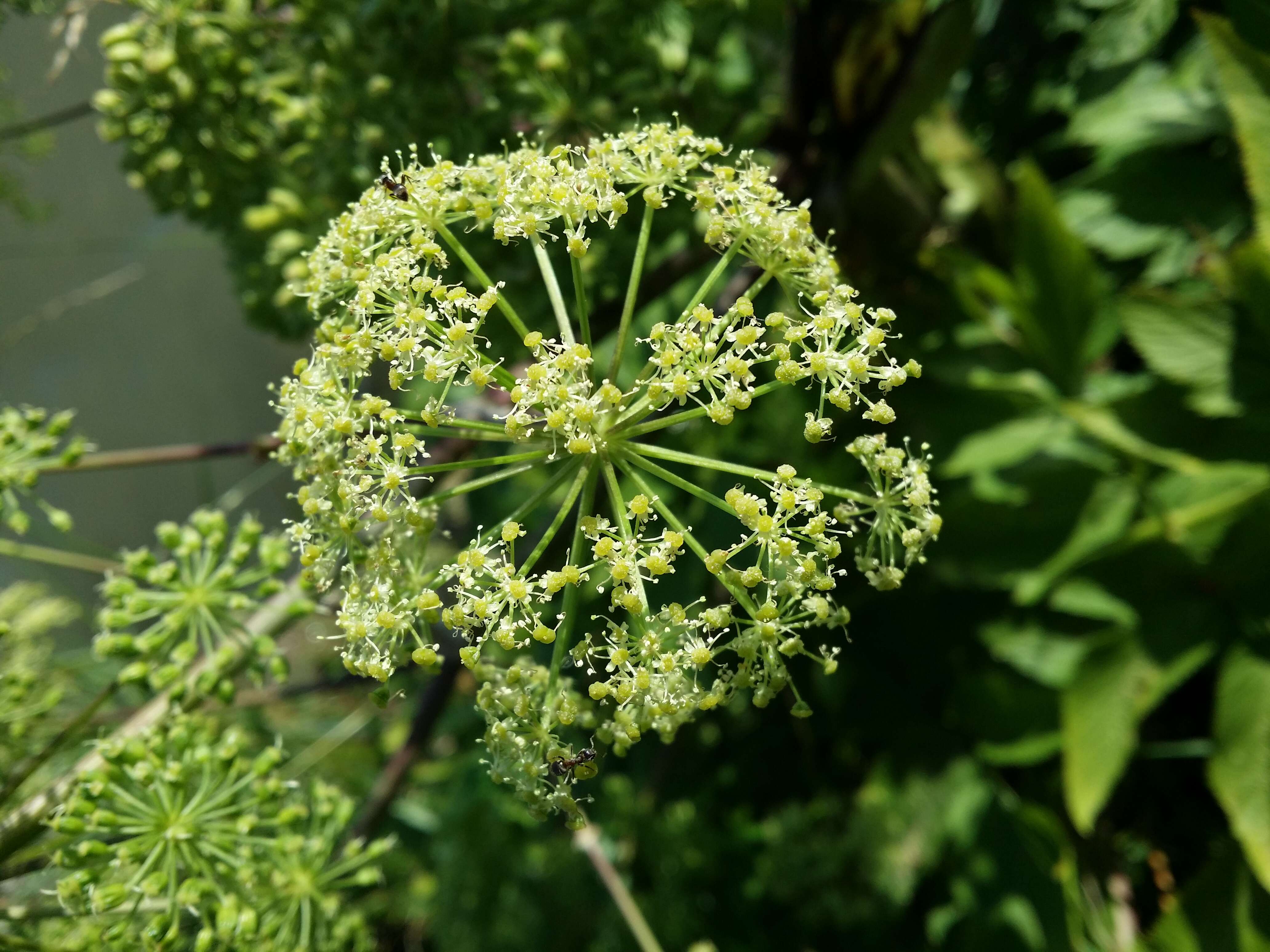 Image of Norwegian angelica