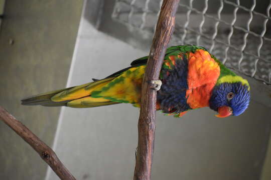 Image of Rainbow Lorikeet