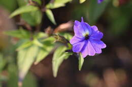 Image of Jamaican forget-me-not