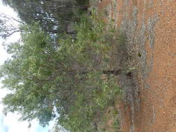 Image de Hakea lasianthoides B. L. Rye