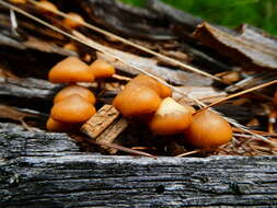 Image of Galerina marginata (Batsch) Kühner 1935