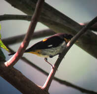 Image of Yellow-backed Tanager