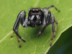 Image of Golden jumping spider