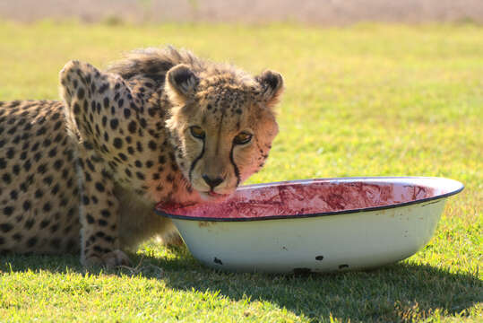 Image of Namibian cheetah