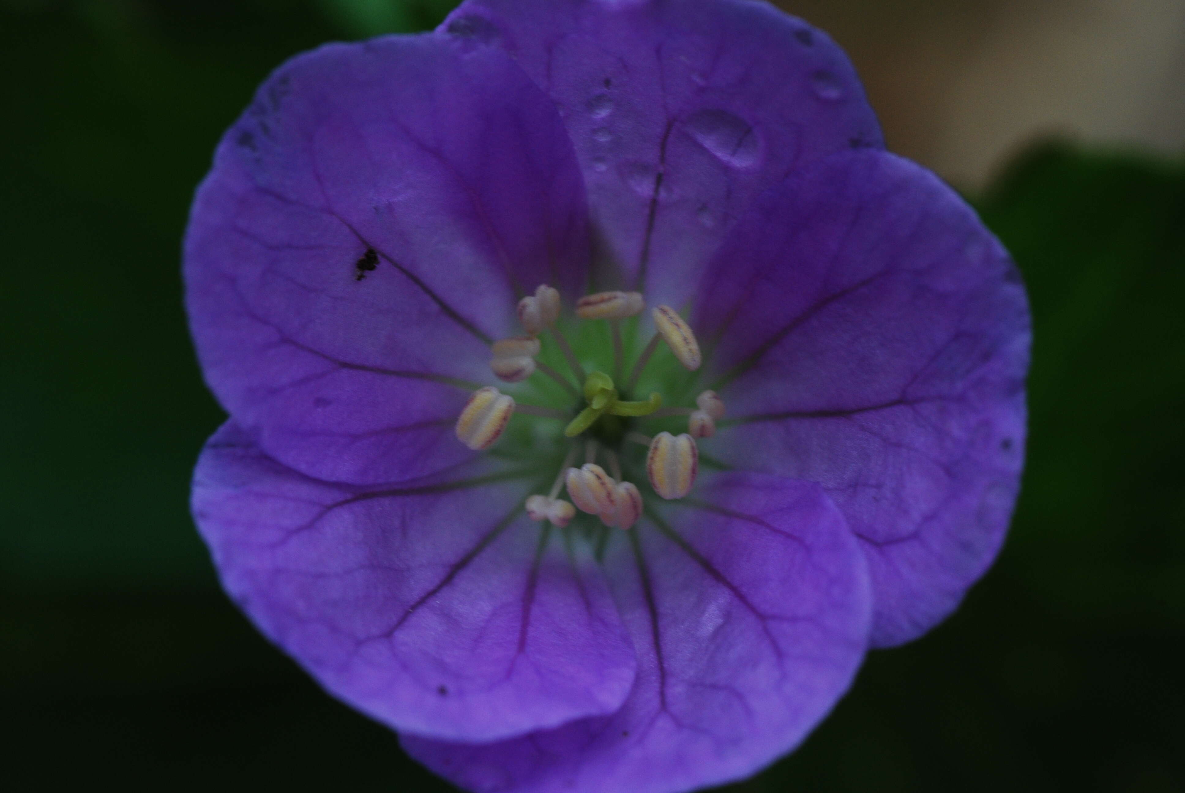 Image of spotted geranium