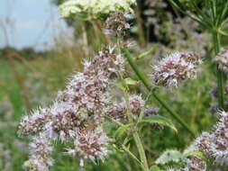 Image of Horse Mint