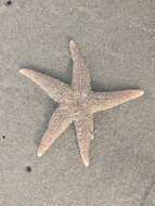 Image de Étoile de mer commune