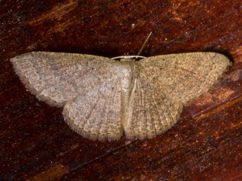 Image of Common Tan Wave