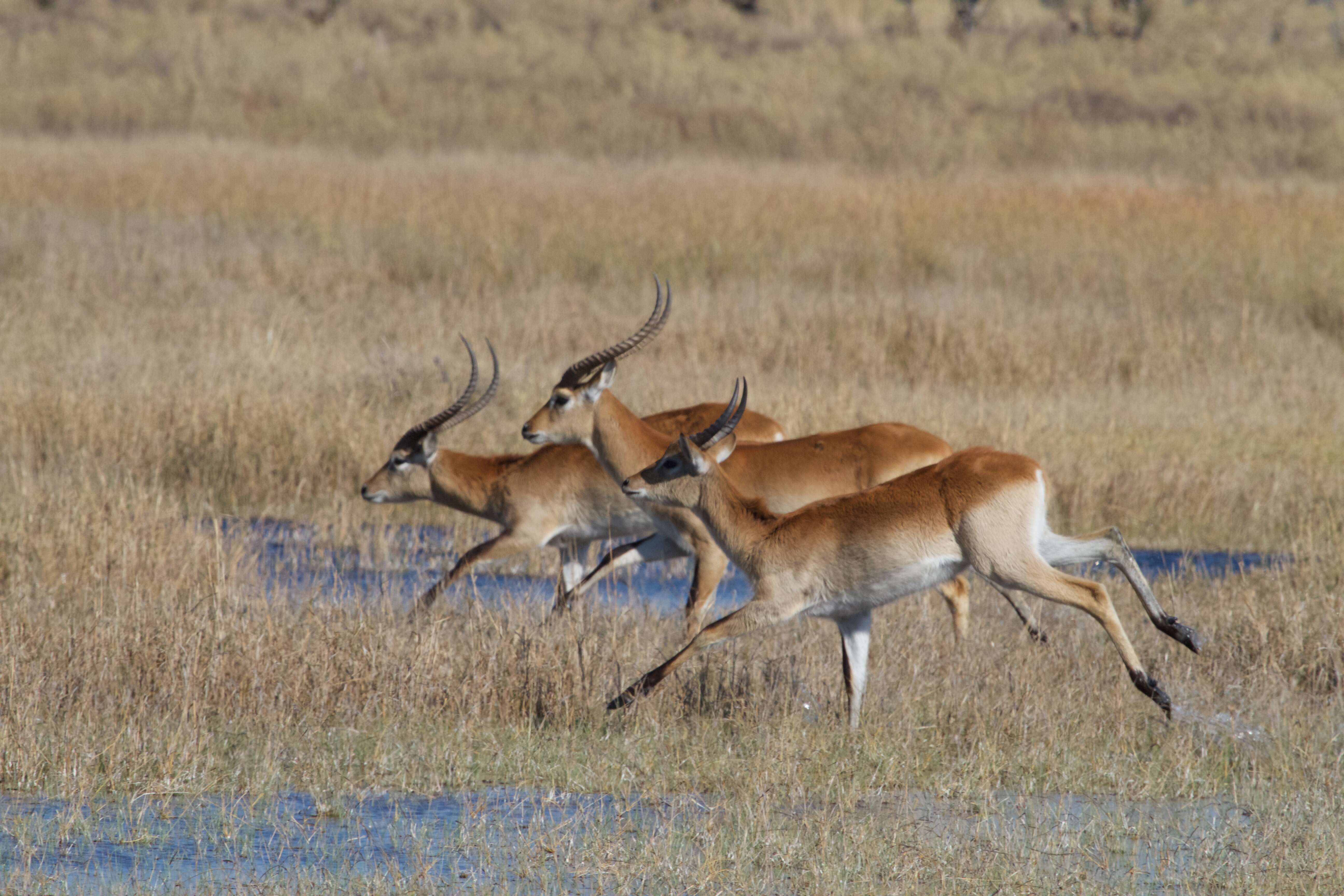 Image de Cobe Lechwe