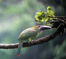 Image of Greyish-throated Toucanet