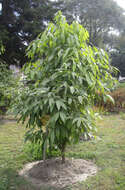 Image of indian bark