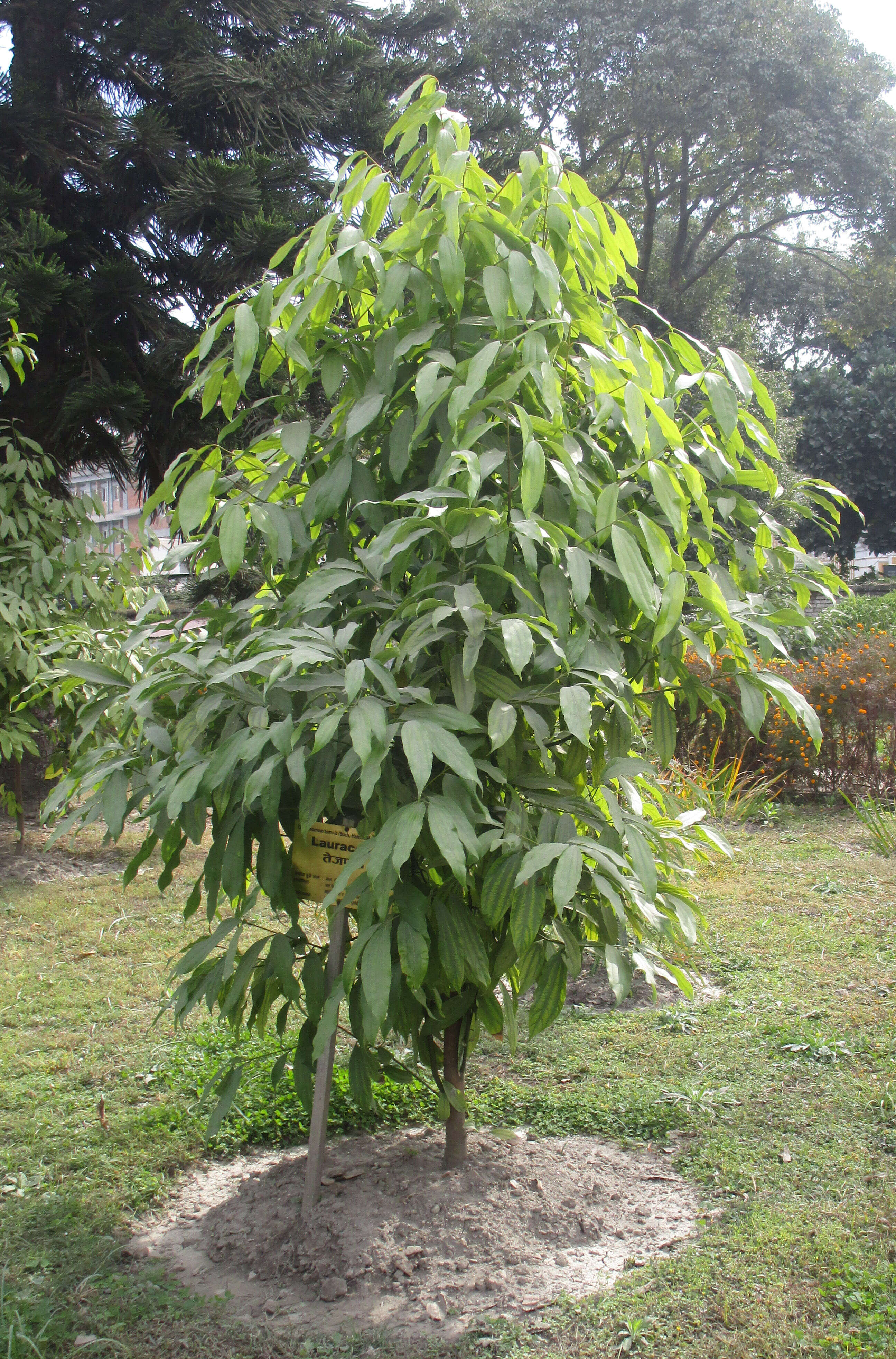Image of indian bark