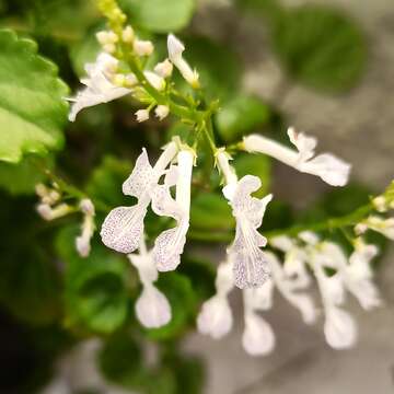 Image of whorled plectranthus