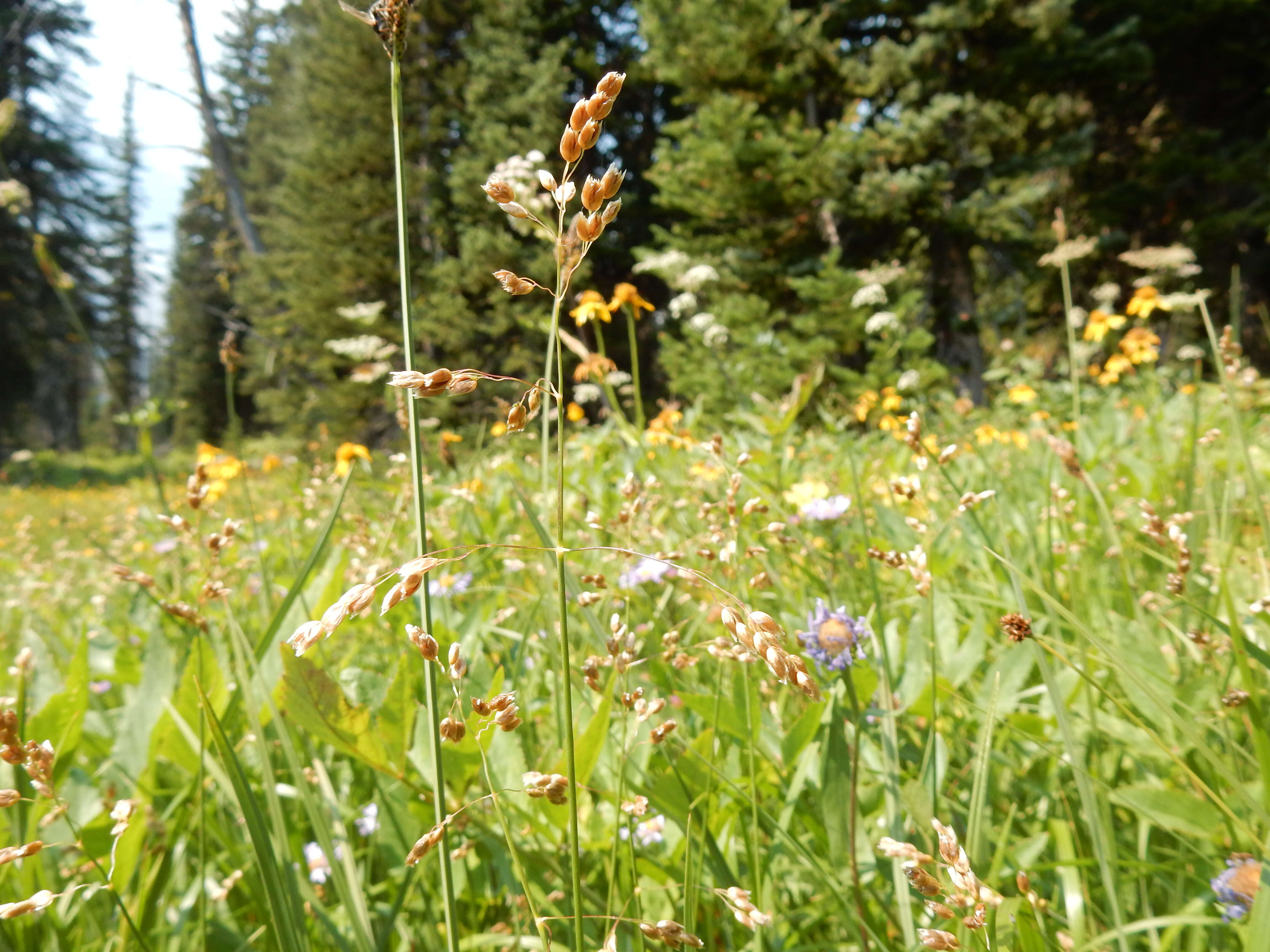 Image of hairy arnica