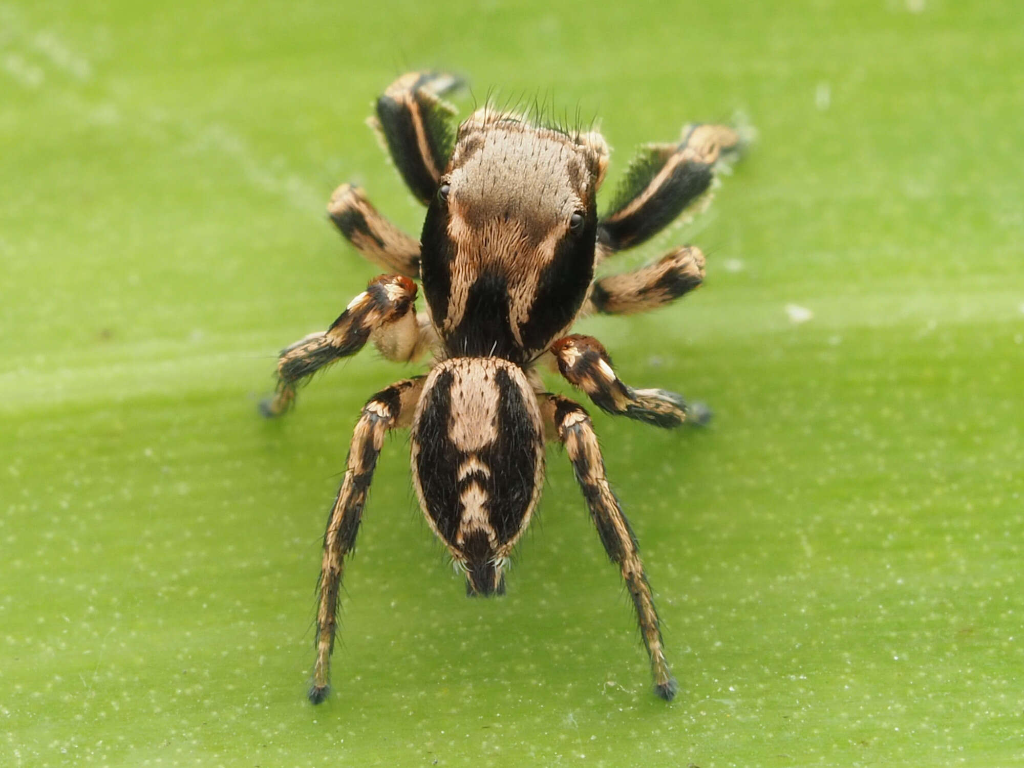 Image of Habronattus mexicanus (Peckham & Peckham 1896)