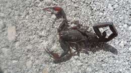 Image of Florida Bark Scorpion