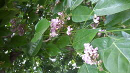 Image of Pongamia