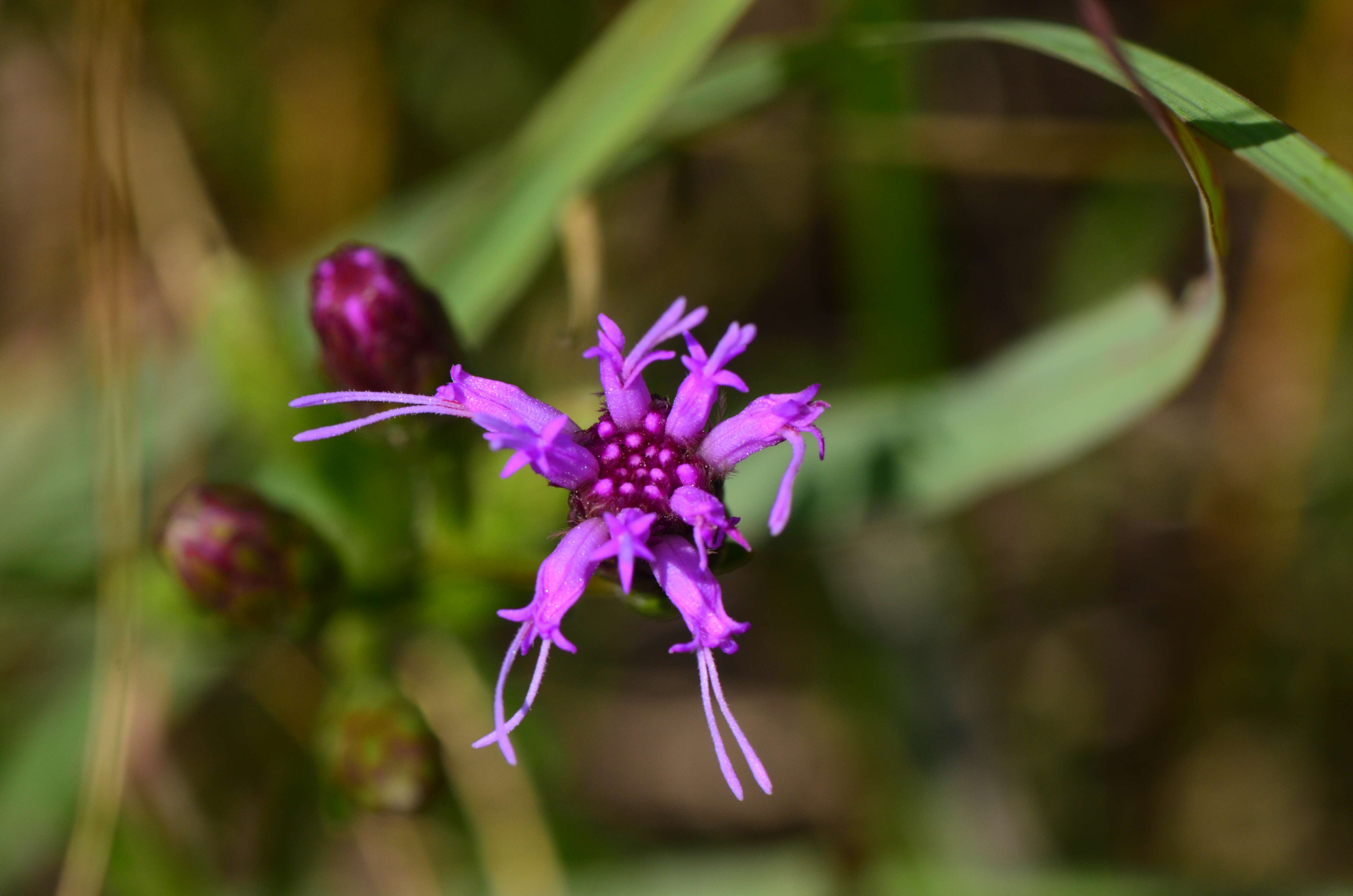 Слика од Liatris cylindracea Michx.