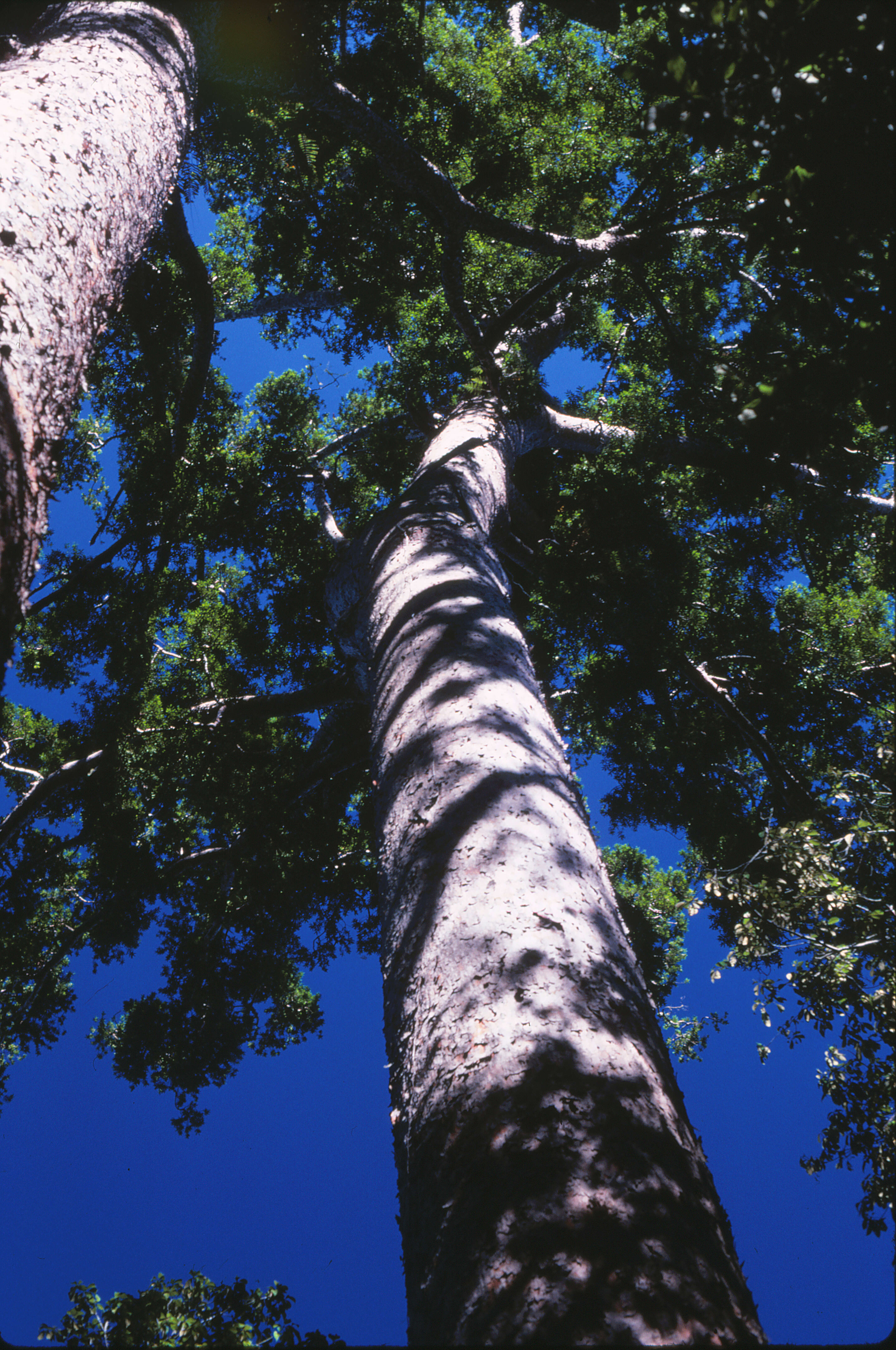 Image of Atherton Kauri Pine