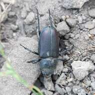 Image of Stag beetle