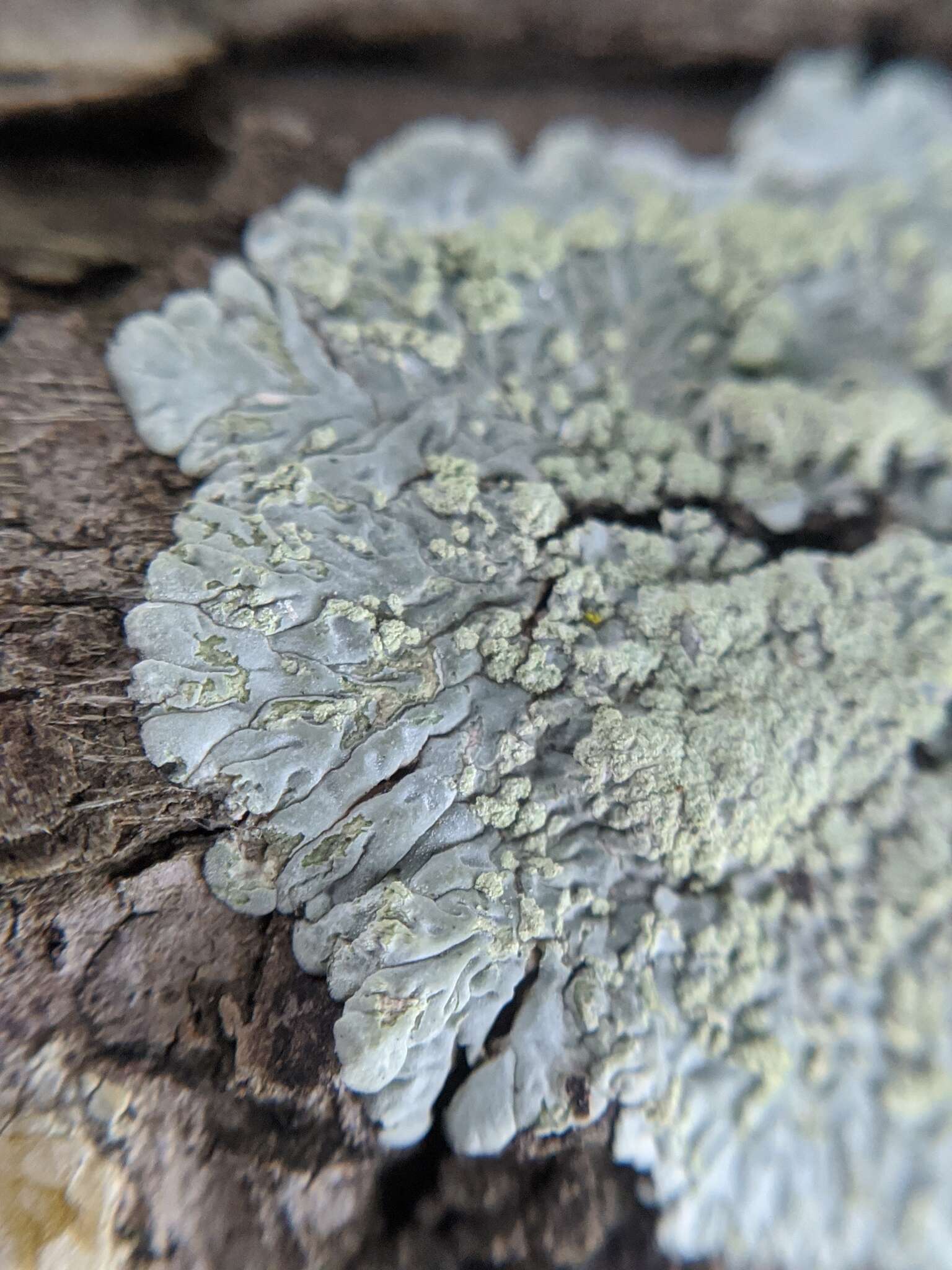 Image of diploicia lichen