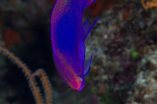 18.https www inaturalist org photos 548878.580x360