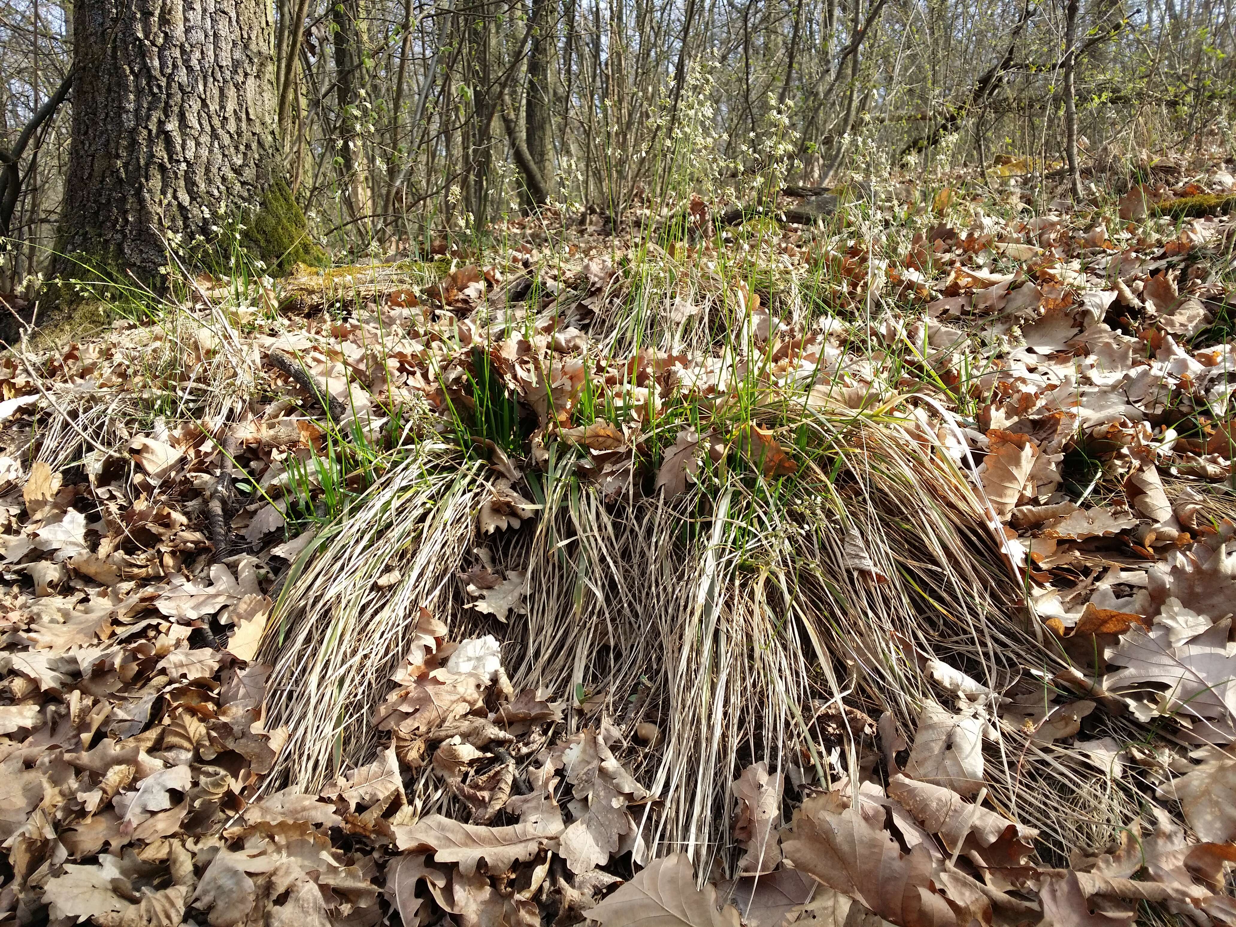 Image of Anthoxanthum australe (Schrad.) Veldkamp