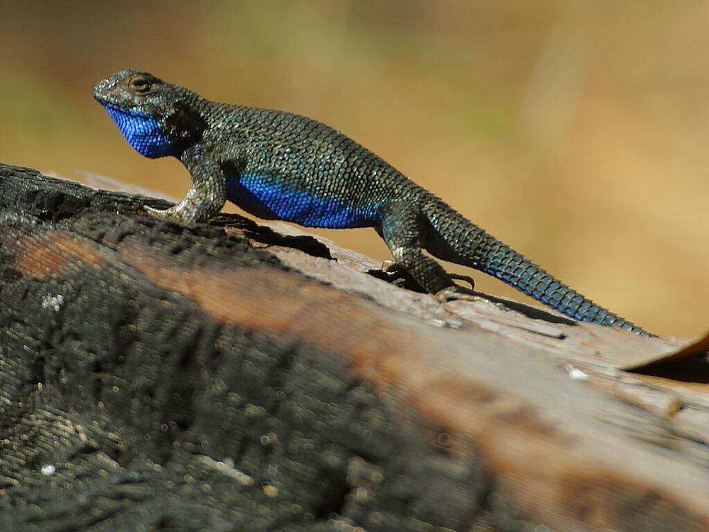 Image of Western Fence Lizard