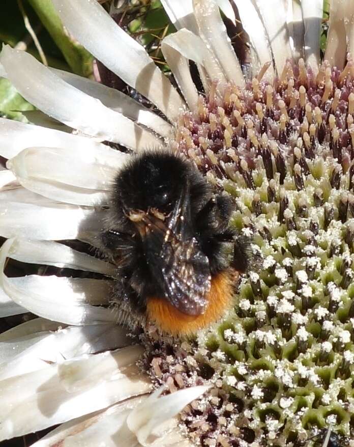 Plancia ëd Bombus wurflenii Radoszkowski 1860