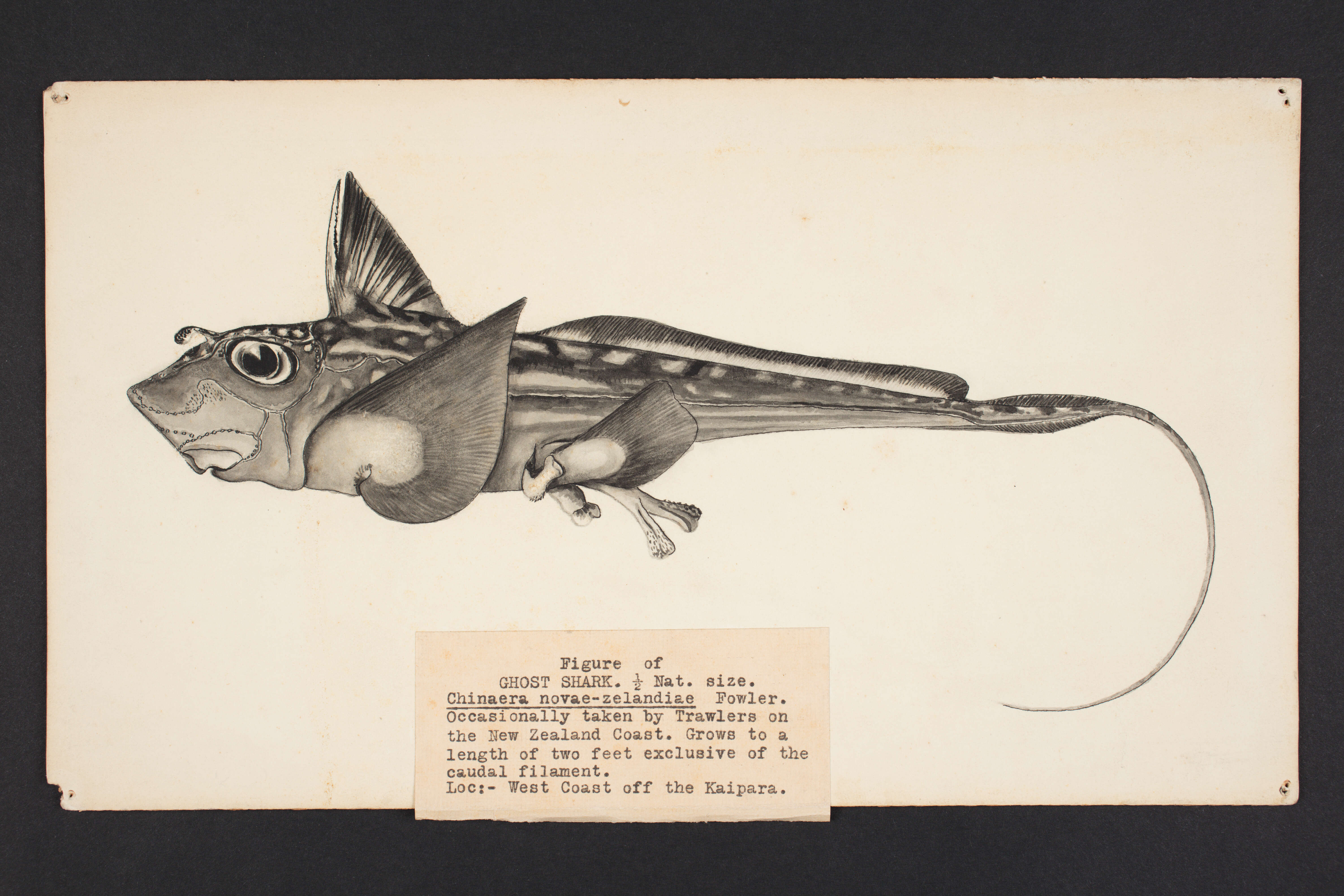 Image de Hydrolagus novaezealandiae (Fowler 1911)