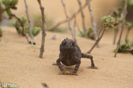 Image of Desert Chameleon