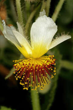 Image de Sparrmannia africana L. fil.