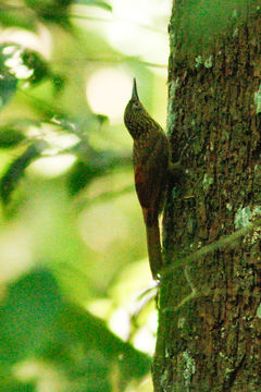 Image of Chestnut-rumped Woodcreeper