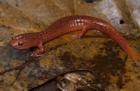 Image of Northern red salamander