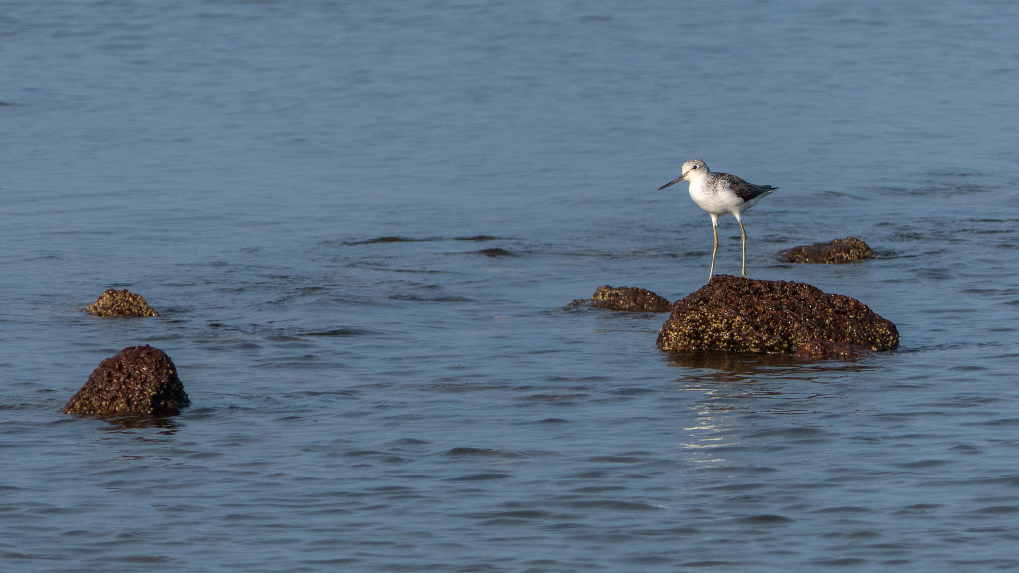 Image of Common Greenshank