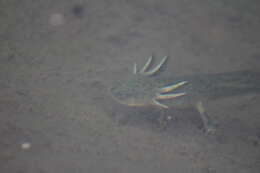 Image of Barred Tiger Salamander