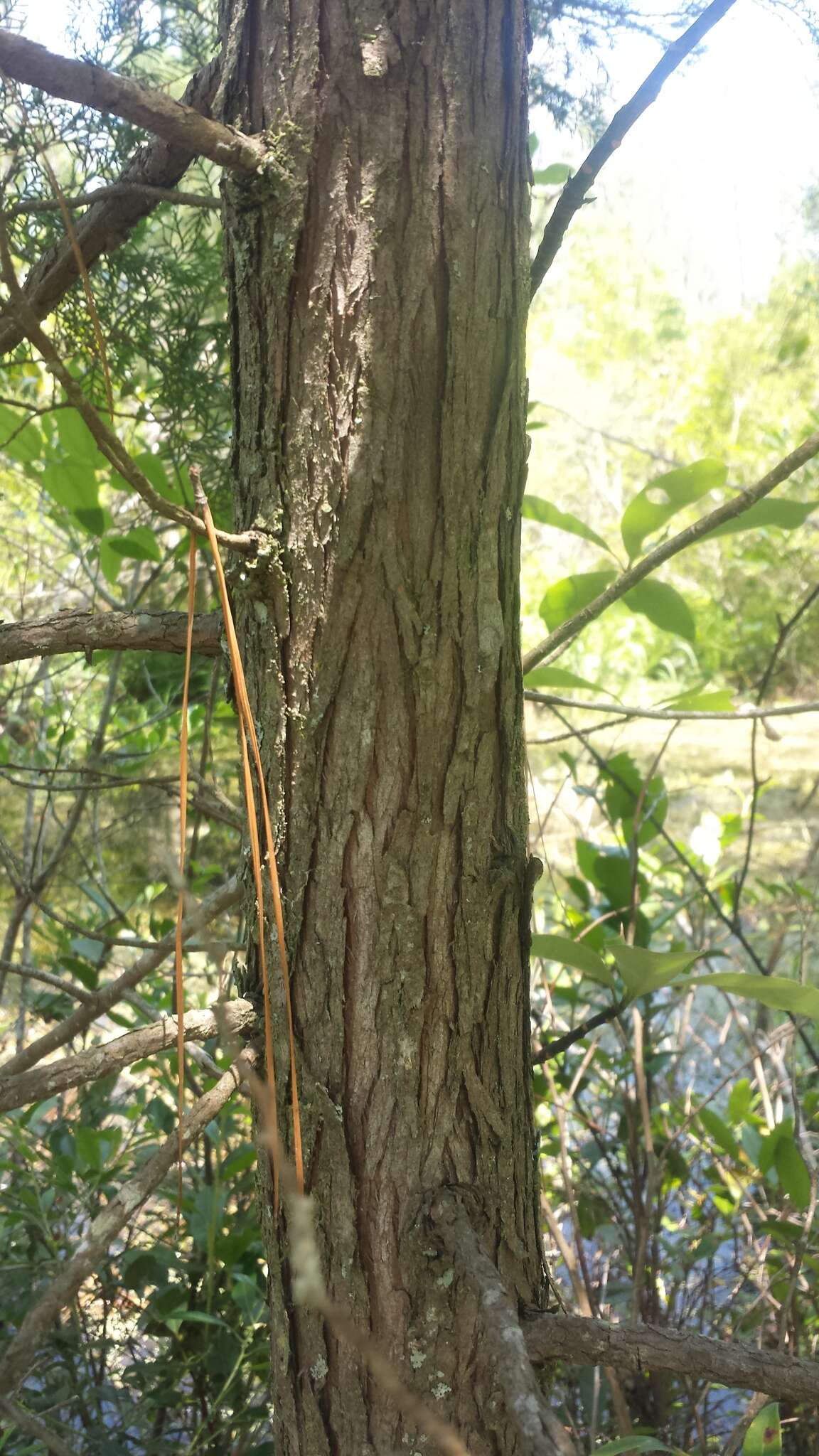 Image of Atlantic White Cedar