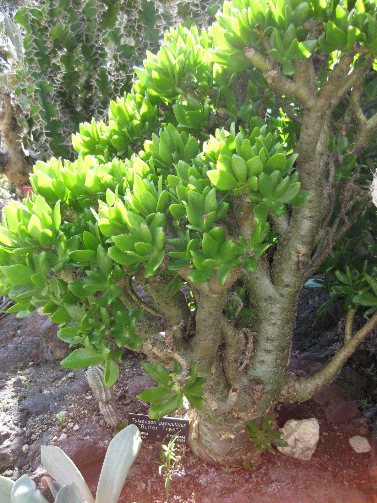 Tylecodon paniculatus (L. fil.) H. Tölken resmi