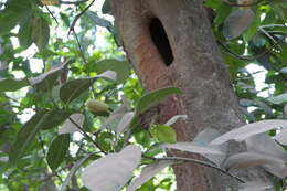 Image of jackfruit