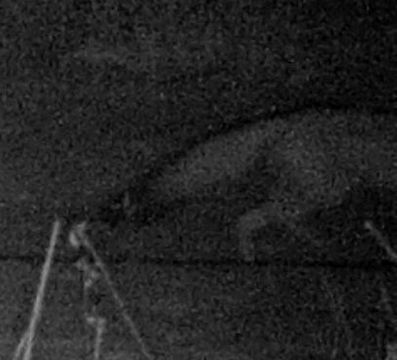Image of African Sand Fox