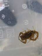 Image of Arizona Bark Scorpion