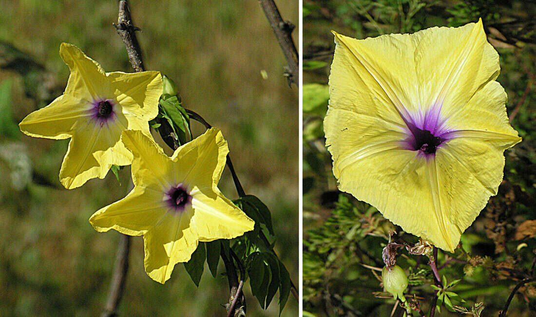 Слика од Ipomoea tuberculata Ker-Gawl.