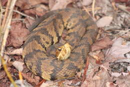 Image of Cottonmouth