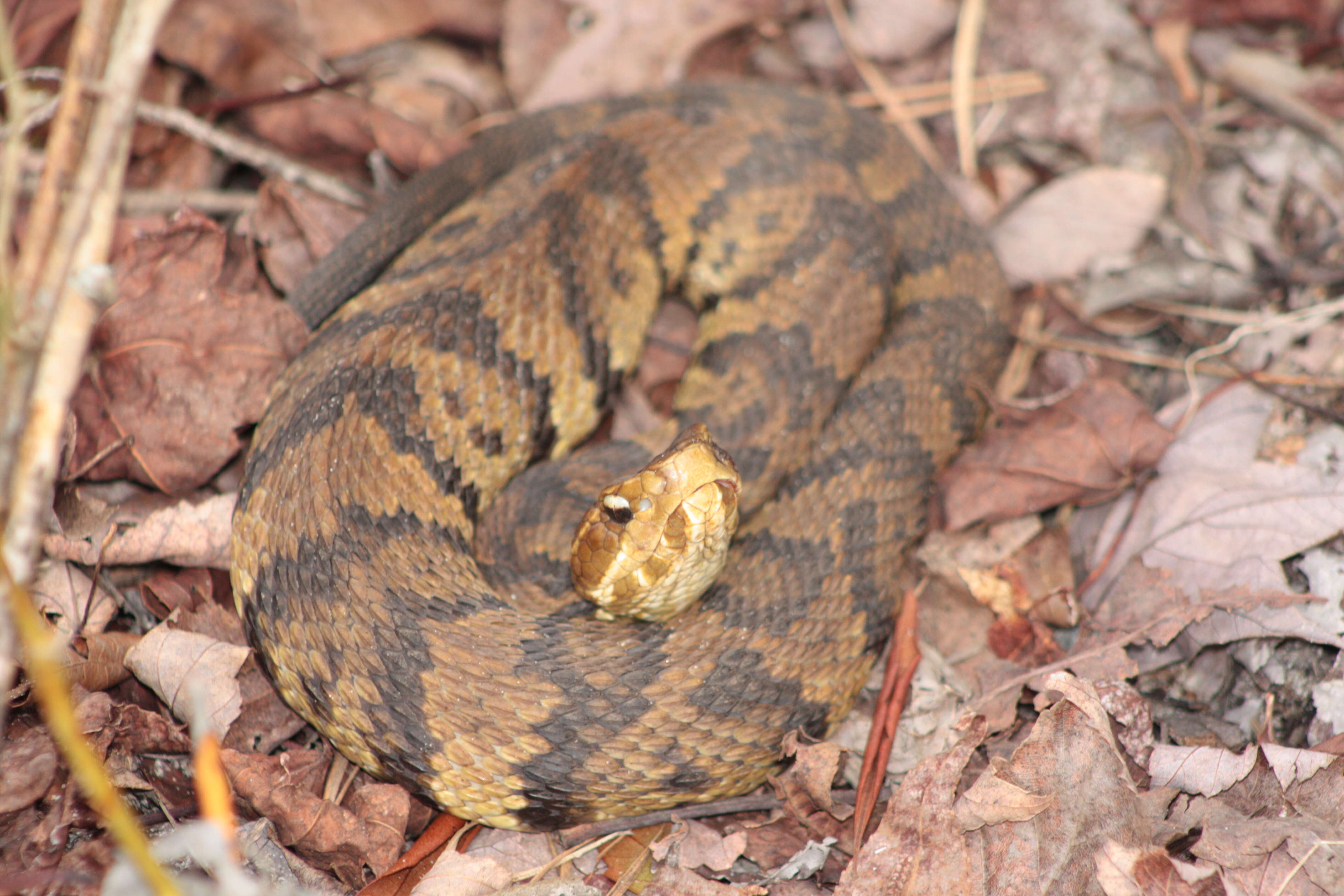 Image of Cottonmouth