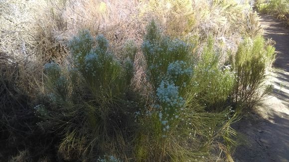 Image of <i>Baccharis sarothroides</i>