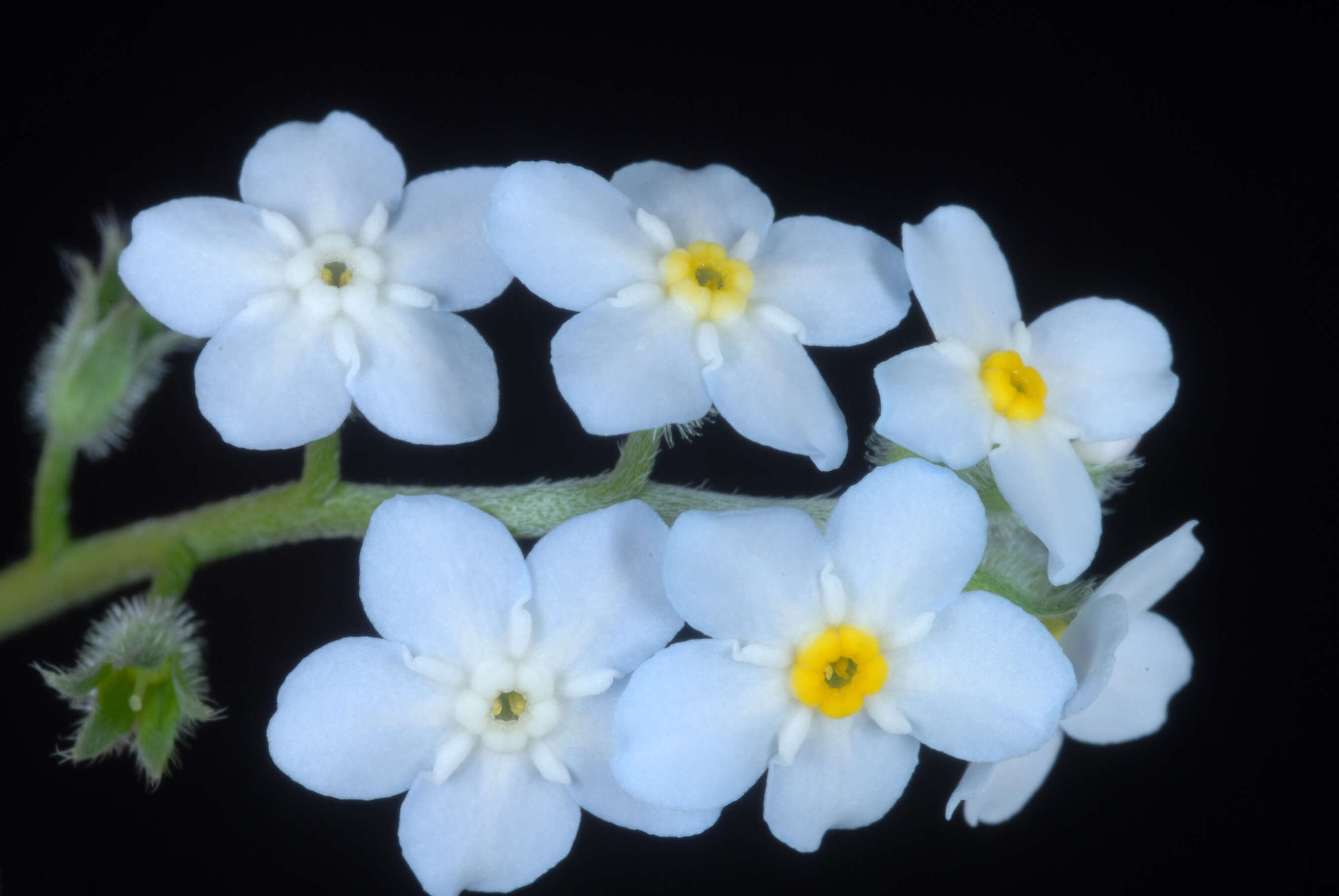 Image de Myosotis latifolia Poir.