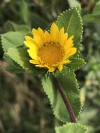 Grindelia resmi